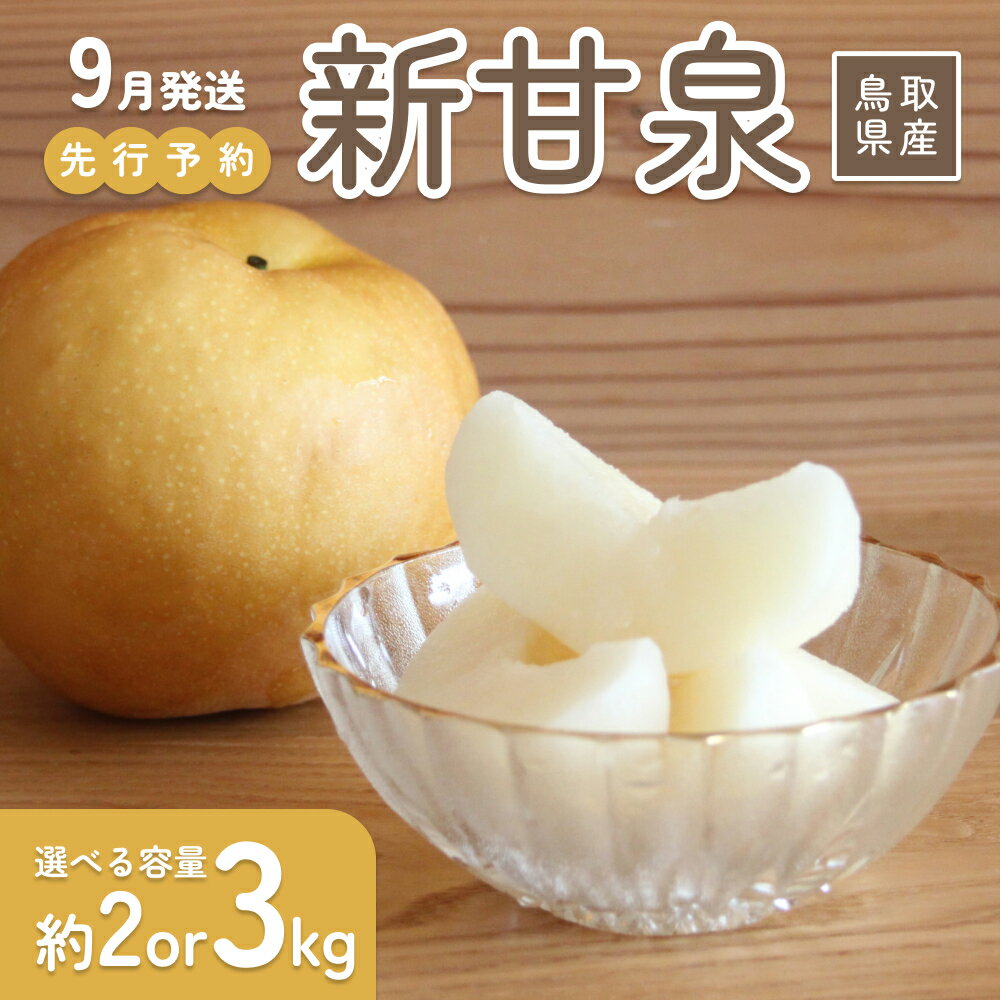 【ふるさと納税】【2026年 先行予約】新甘泉 2～3kg 進物用｜鳥取 山根農園 梨 2026年収穫後 9月頃～
