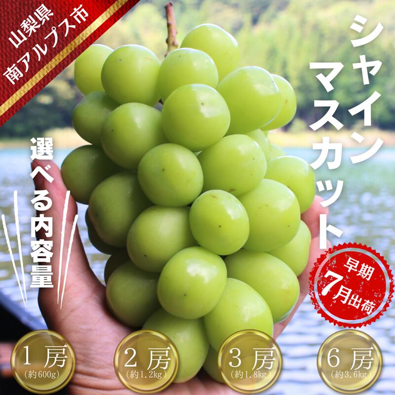 【ふるさと納税】【令和8年発送・先行予約】ハウス栽培　南アルプス市産シャインマスカット選べる容量 真心で育てる大地の宝石！【早期出荷】 ALPDX002/004/006/008