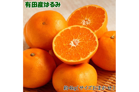 【先行予約】【厳選・濃厚】和歌山紀州有田産 はるみ 約4kg（サイズおまかせ）柑橘