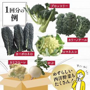 採れたて！良農園のおいしい野菜の定期便【年6回：奇数月配送】｜新鮮 朝どれ 農家直送 旬 野菜 野菜ソムリエ イタリア野菜 新種野菜 珍しい 西洋野菜