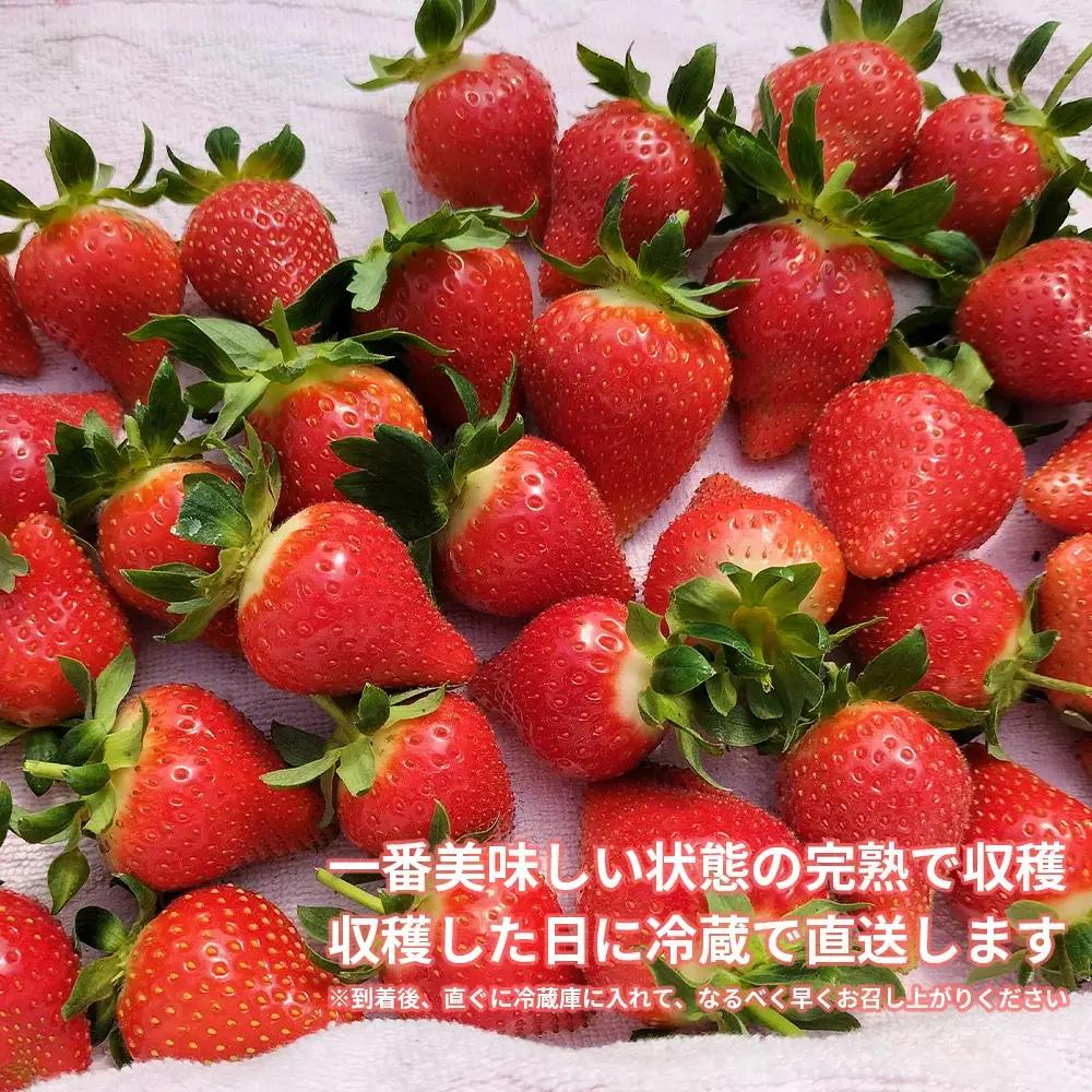 完熟で香り高い！秋田のイチゴ 4パック ＜揺りかごパック＞　 180P3401