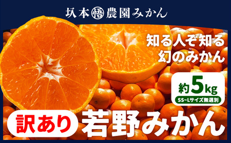 訳あり 若野みかん 約5kg 圦本悟農園 みかん