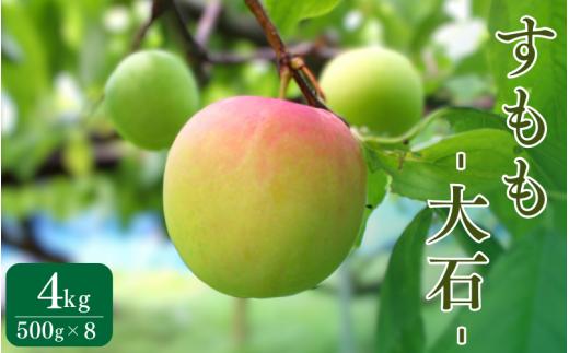 先行予約 すもも（大石）4kg ※5月下旬～6月中旬頃に順次発送予定【期間限定・2026/5/31まで】 / スモモ お取り寄せ 期間限定 夏 フルーツ 果物 和歌山県 田辺市【mtm013】