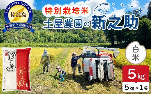 佐渡島産 新之助 白米5kg 令和7年産 特別栽培米 単一原料米 土屋農園 | 新潟県産新之助 新潟産新之助 佐渡産新之助 しんのすけ 新之助 お米 米 白米 精米 ブランド米 おこめ コメ 5キロ 大粒 世界農業遺産 産地直送 にいがた さど 新潟県 佐渡市