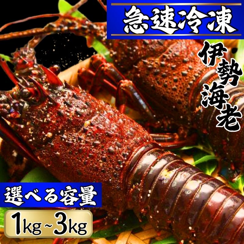 【ふるさと納税】 【漁師直送／活〆冷凍】 冷凍 伊勢海老 【選べる容量】（1kg／2〜5尾)（2kg／4〜10尾)（3kg／6〜15尾) 銚子港 水揚げ 急速冷凍 冷凍伊勢海老 伊勢エビ いせえび 海老 エビ 産地直送 送料無料 ふるさと納税 千葉県銚子市 仲野水産