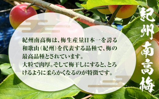 訳あり紀州南高梅くずれ梅はちみつ味1.6kg農林水産大臣賞受賞《30日以内に出荷予定(土日祝除く)》ウェブセラータクティクス---wshg_wst2_30d_23_13000_1600g---