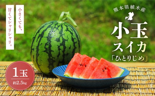 【上村農園】 小玉すいか 約2.5kg 1玉 ひとりじめ 【2026年4月上旬～4月下旬迄順次発送予定】 春スイカ 植木 スイカ 西瓜 果物 くだもの フルーツ 熊本県 熊本市 常温