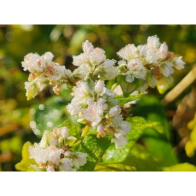 ふるさと納税 新得町 原氣蕎麦(五割・十割・生そば)乾麺6把、生そば4袋セット O-4201 |  | 02