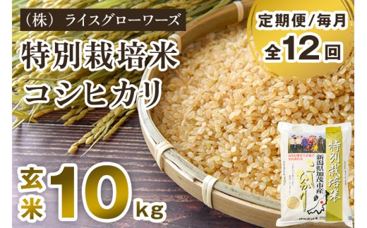 【令和8年産新米先行予約】【定期便12ヶ月毎月お届け】特別栽培米 コシヒカリ 玄米 10kg（5kg×2）《10月上旬～順次出荷》 従来品種 従来コシヒカリ お米 米 （株）ライスグローワーズ 新潟県 加茂市産 定期便