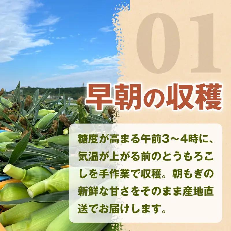 ［2027年発送 先行予約 夏の味覚］［定期便・全3回］潮風ホワイト 2Lサイズ 5～8本 1セット とうもろこし トウモロコシ 白 コーン とうもろこし BBQ 焼き肉 白浜町