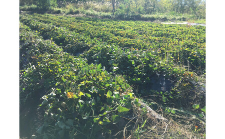 北海道産自然栽培のさつまいも１キロ【なると金時】