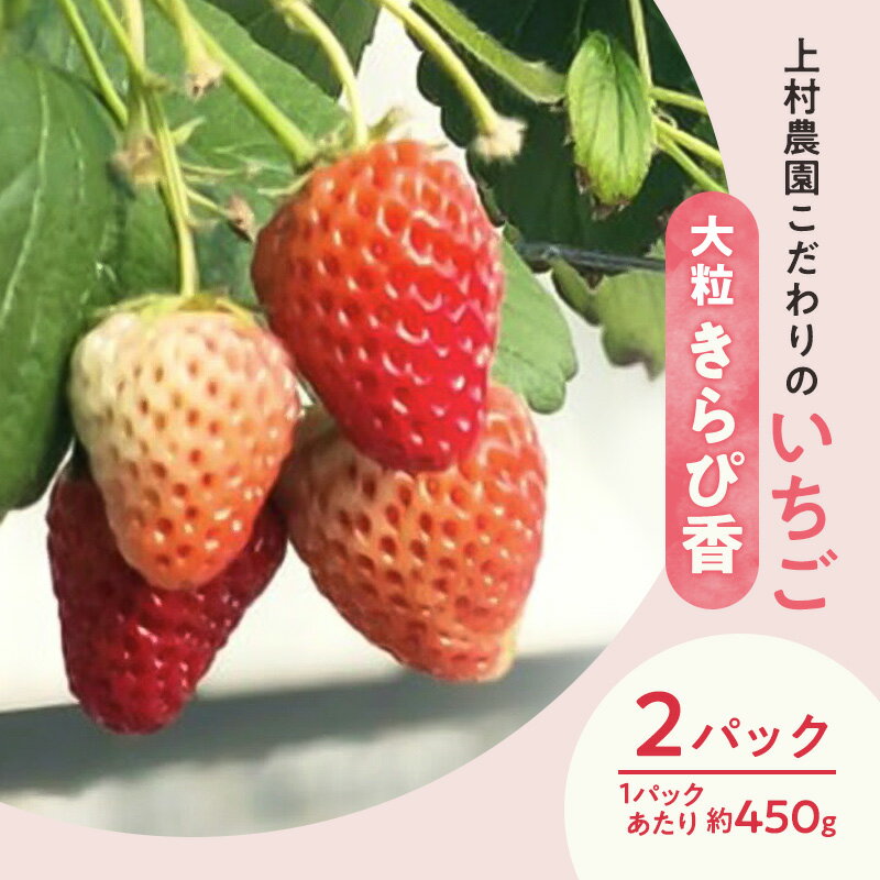 【ふるさと納税】上村農園 こだわりのいちご 大粒きらぴ香 2パック (1パックあたり約450g) イチゴ あまい おいしい 静岡 浜松市【配送不可：沖縄・離島】　お届け：2026年2月1日～5月15日まで