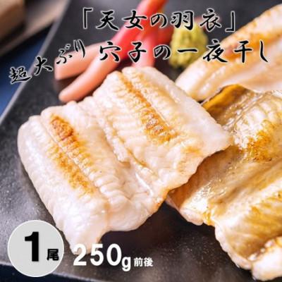 ふるさと納税 大田市 「天女の羽衣」超大ぶり !あなご一夜干し 1尾 250g前後　(A001)