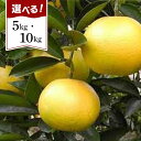 【ふるさと納税】和歌山産 八朔 秀品【ヤマタ大谷商店】5kgまたは10kg | 和歌山県 和歌山市 和歌山 楽天ふるさと 納税 支援品 支援 返礼品 お取り寄せグルメ お取り寄せ 取り寄せ グルメ フルーツ 果物 くだもの はっさく 柑橘 柑橘類 かんきつ類