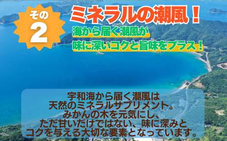訳あり 愛媛みかん 5kg サイズミックス ご家庭用 産地直送 農家直送 温州みかん 早生 中生 時期で変わる旬の味 甘い 濃厚 フルーツ コク ジューシー 温州みかん うんしゅうみかん 早生 ビタミ