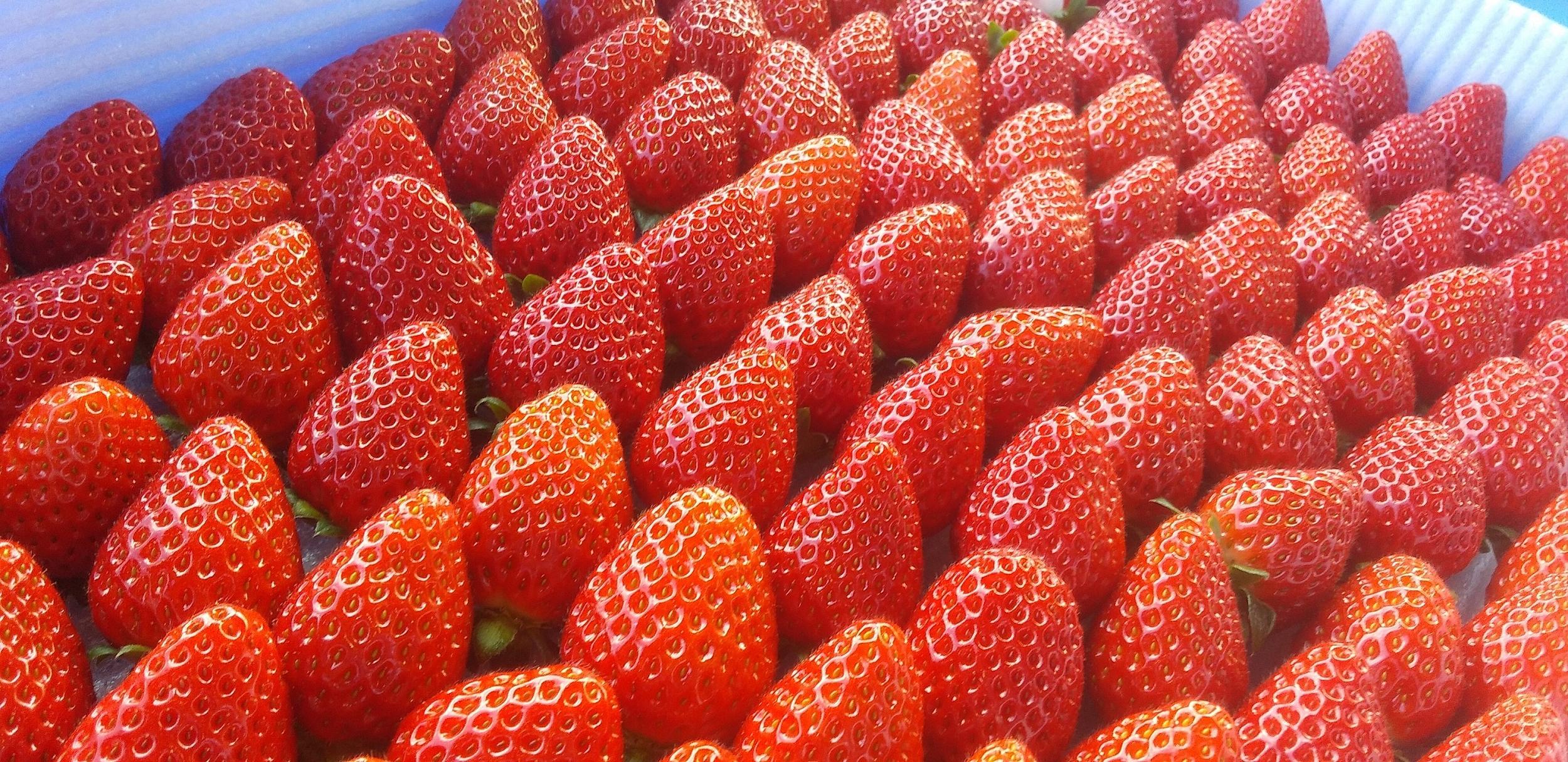 いちご（まりひめ）ゆりかーご包装【2025年1月頃より順次発送】A-313