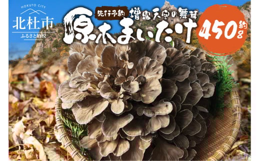 【令和8年産先行予約】 先行予約 増富天空の舞茸　原木まいたけ　約450g  舞茸 原木舞茸 まいたけ きのこ 肉厚 約450g 期間限定 ナラの木 北杜市 須玉町産 増富天空の舞茸 北杜市