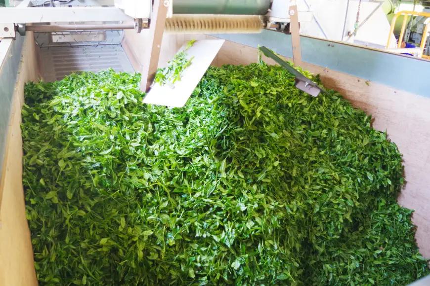 お茶 緑茶 茶葉 そのぎ茶 「澄」「晴」 100g 2本