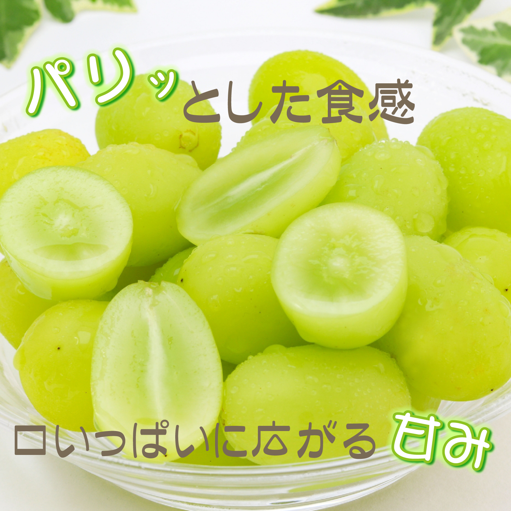 【産直もぎたて】シャインマスカット 1.3kg程度（2～3房 果実 くだもの フルーツ ブドウ 贈答用 限定）