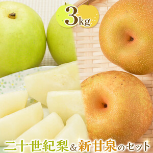 284.【先行予約】二十世紀梨と新甘泉のセット｜梨 なし 二十世紀梨 新甘泉 しんかんせん　※2026年8月下旬～9月下旬頃に順次発送予定