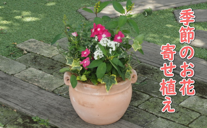 
植物 寄植え 花 季節のお花 寄せ植え つぼ丸型 ピンク系 25cm 配送不可 北海道 沖縄 離島
