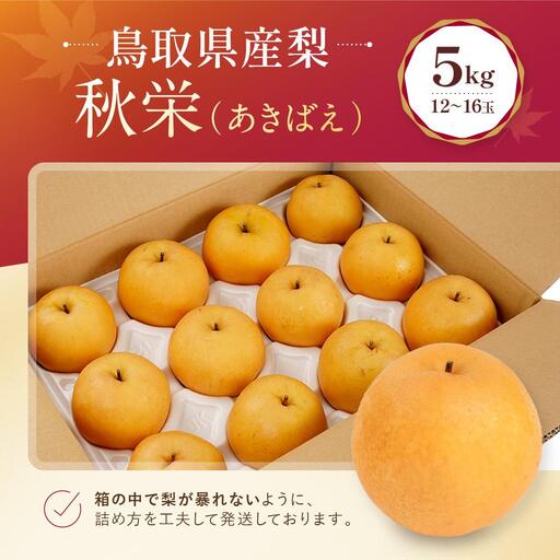 数量限定 鳥取県産梨 秋栄（あきばえ） 5kg（12～16玉）|梨