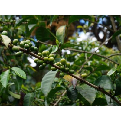 ふるさと納税 諫早市 自家焙煎スペシャルティコーヒーおまかせセット　スタンダード(豆のまま)2袋 |  | 02