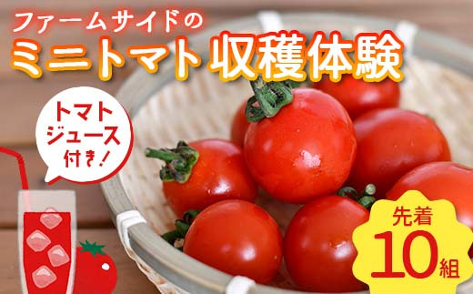 ≪先着10組≫ ミニトマト収穫体験　(お土産 トマトジュース付き) ファームサイド 野菜 やさい トマト もぎたて 体験 収穫 農業 子供 大人 期間 数量 限定 埼玉県 本庄市 F5K-378