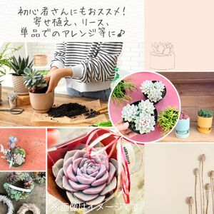 八ヶ岳育ち 多肉植物 eARThコレクション ラベル付き おまかせ詰合せ 2号 10鉢 インテリア多肉植物 おしゃれ多肉植物 ギフト多肉植物 高冷地多肉植物
