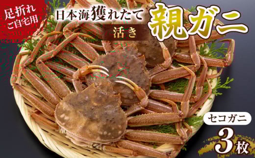 121.【先行予約】【活き】訳あり 足折れ ご自宅用 日本海獲れたて親ガニ（セコガニ）3枚 ※2025年11月上旬～12月下旬頃に順次発送予定【家庭用 松葉ガニ 松葉蟹 蟹 かに 甲殻類 ズワイガニ 