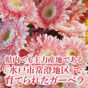 【6ヶ月定期便】旬の水戸市常澄のガーベラ カラフルミックス20本【ガーベラ 産直 サプライズ フラワーアレンジ 花 お花 贈り物 誕生日 母の日 彼女にプレゼント 水戸市 茨城県】（DR-32）