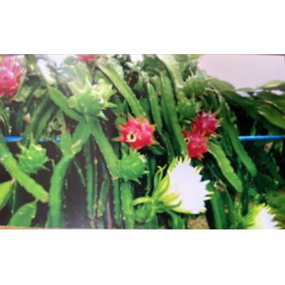 ふるさと納税 伊仙町 南の島からきらめくおくりもの　徳之島宝赤 |  | 02