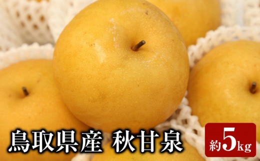 
                  ＜数量限定＞＜2026年9月上旬以降順次発送予定＞鳥取県産 秋甘泉(約5kg) 【鳥取県 境港市】
                