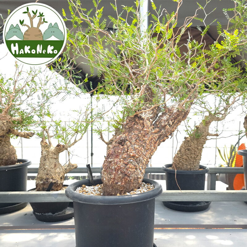 【ふるさと納税】オペルクリカリア・パキプス「塊根植物の王様」(発根管理済) Z6｜観葉植物 コーデックス 盆栽 鉢植え インテリア ハコネコ [0592r]