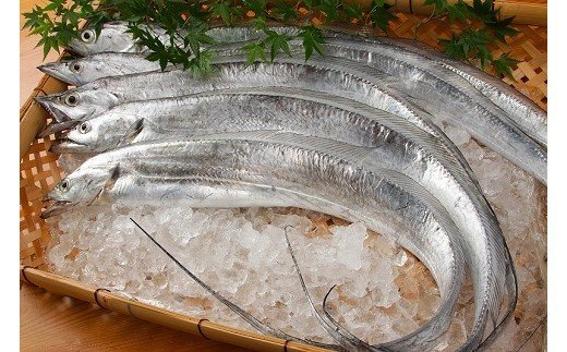 337 太刀魚 ドラゴンのしゃぶしゃぶとつみれの鍋セット（３人前）(A337-1)