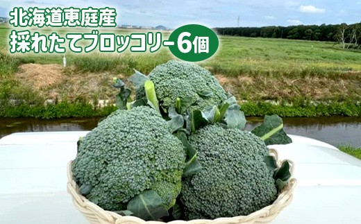 
            北海道恵庭産 採れたて ブロッコリー 6個 1.8kg前後 数量限定 万能野菜 ベジタブル オンライン 申請 ふるさと納税 北海道 恵庭 ぶろっこりー 甘い 栄養満点 野菜 鮮度抜群 新鮮 お弁当 おかず 恵庭市【80001001】
          
