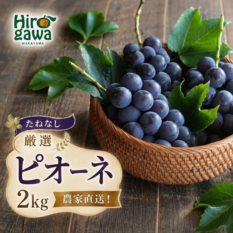 ピオーネ たねなし 2kg 厳選 / ぶどう 種無し 甘い 高級 和歌山 ※2026年8月中旬～9月下旬頃順次発送予定 ※北海道・沖縄・離島への配送不可 【tec511-p-2B】