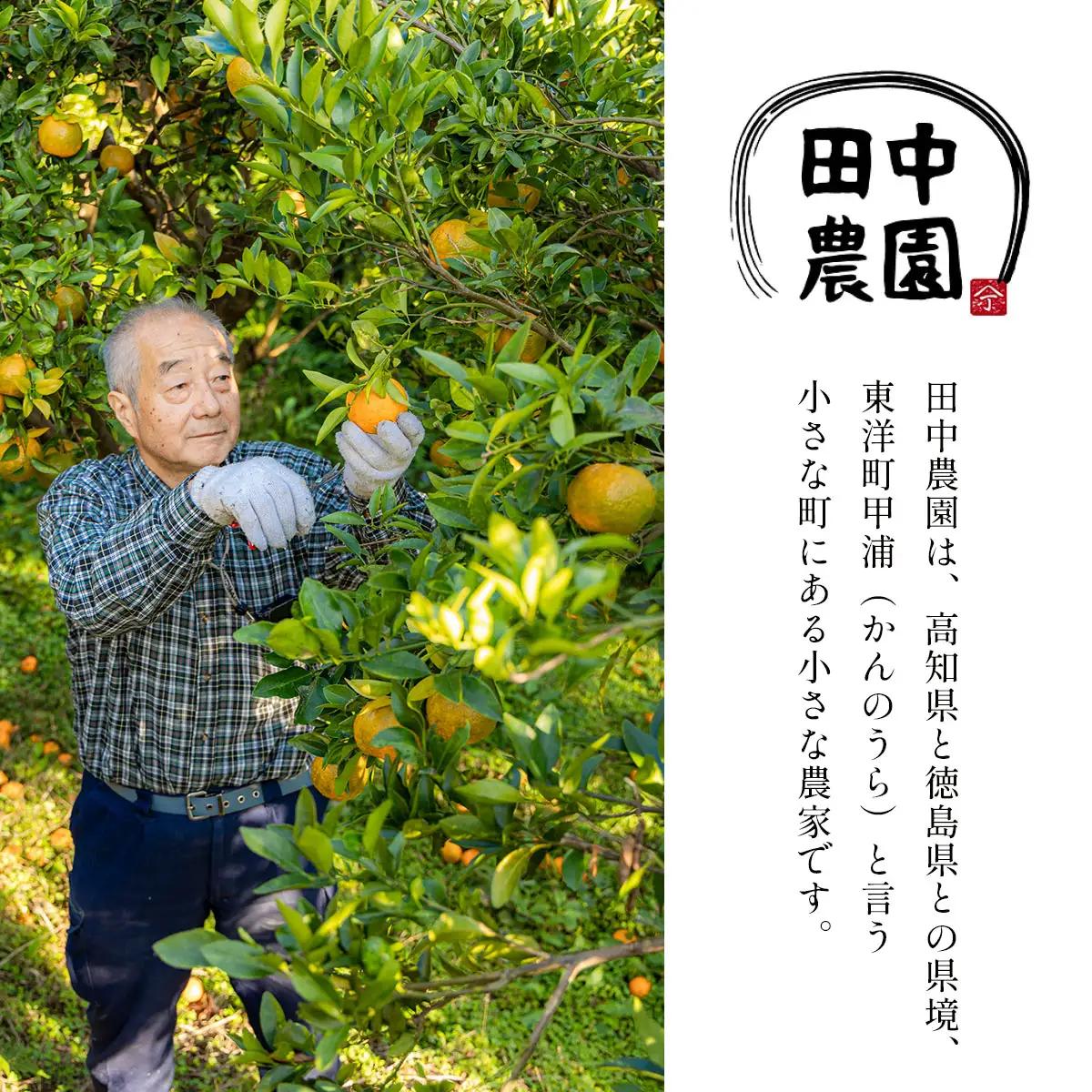 小夏　3kg　TA15 　【田中農園】