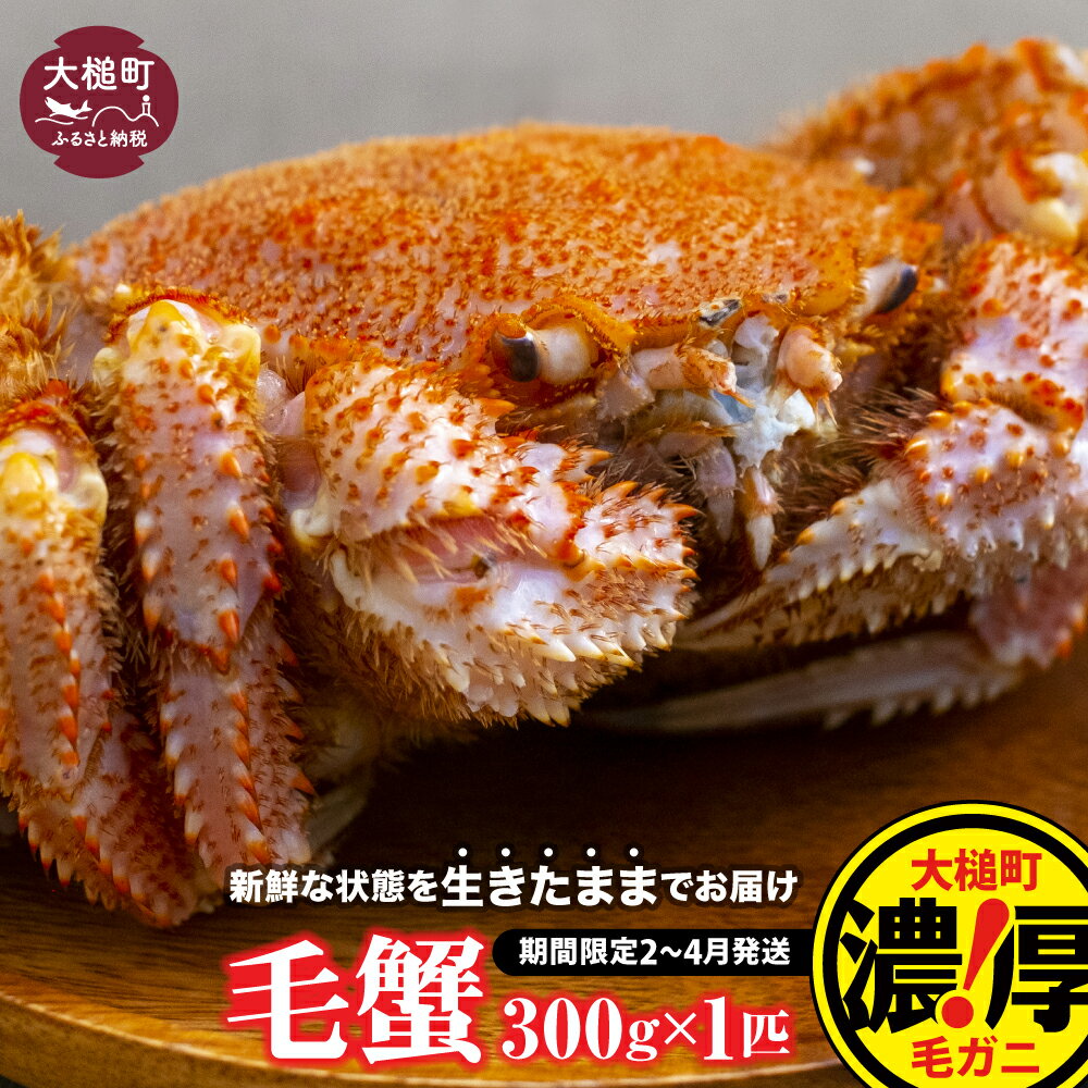 【ふるさと納税】【令和8年発送】活毛ガニ 300g×1杯〜100杯 ≪2026年2月〜4月発送≫ 天然 毛蟹 冷蔵 発送 新鮮 活かに 期間限定 岩手県大槌町 三陸 いわて iwate