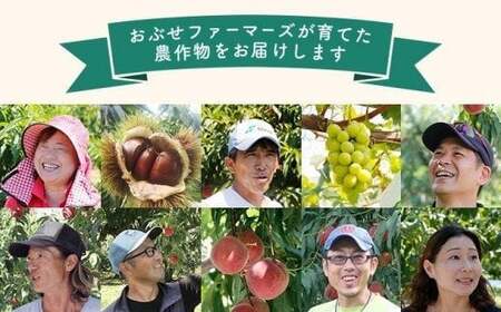 小布施栗 約2kg［おぶせファーマーズ］ 栗 生栗 長野県産 信州産 令和8年度【2026年9月中旬〜11月上旬発送】［F-37］