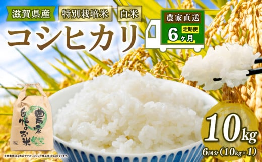 特別栽培米 こしひかり 令和7年産 米 10kg 白米 定期便 6ヶ月 計 60kg コシヒカリ 2025年産 国産 農家直送 コシヒカリ 10kg × 6回 国産 農家直送 環境こだわり お試し用 お米 R7 こめ おこめ 農家直送 産地直送 送料無料