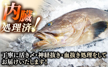 天然クエ（一本丸ものサイズ 3キロ台・半身） [JBS095] 140000 140000円 14万円 冷蔵配送 九州