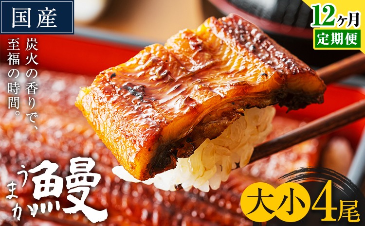 【12ヶ月定期便】うなぎ 大小 4尾  国産 鰻 真空パック おすすめ うなぎの蒲焼 《お申込み翌月から出荷》 ふるさとのうぜい 特上 簡易包装 ウナギ unagi 蒲焼 秋 冬 旬 配送時期 冷凍---mifune_lcl_1341_mo12---