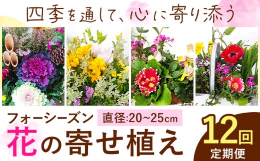 【12ヶ月定期便】フォーシーズン お花の寄せ植え 直径20～25cm Fleurbranch 《申込みの翌月出荷》熊本県 菊池市 定期便 花 鉢花 鉢植え 観葉植物 植物 インテリア ガーデン 雑貨