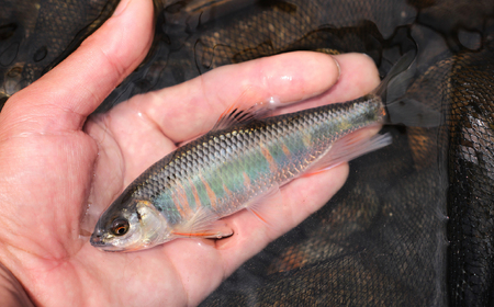 天然オイカワ 那珂川産 30～50尾前後 計300g前後 冷凍 | オイカワ 天然 釣り 川魚 鮮魚 新鮮 北関東 清流 唐揚げ から揚げ 素揚げ 塩焼き 炭火焼 Riverline 栃木県 茂木町