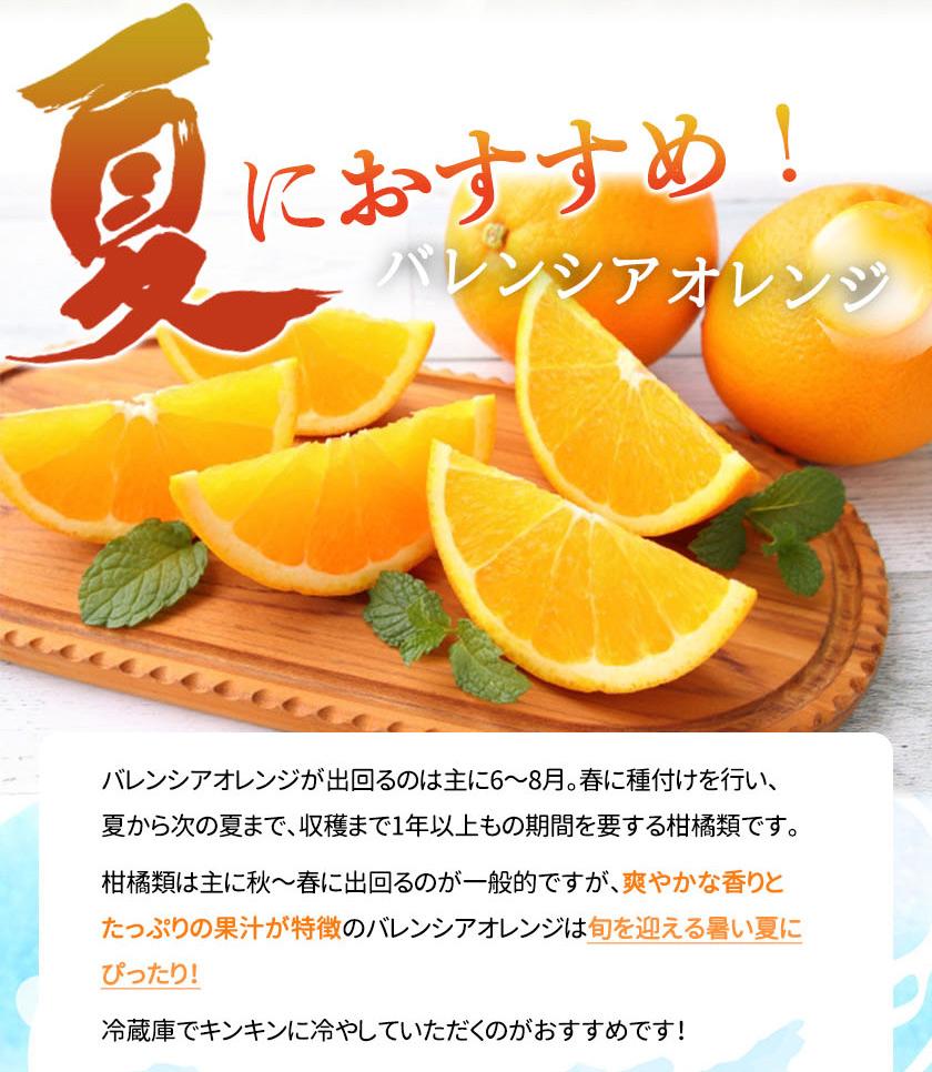 秀品 希少な国産バレンシアオレンジ 2.5kg【2024年6月下旬頃～2024年7月上旬頃に順次発送】【UT75】