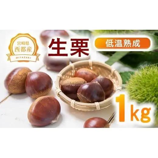 低温熟成栗 国産生栗1kg 糖度2～3倍上昇 西都市産＜49-1a＞