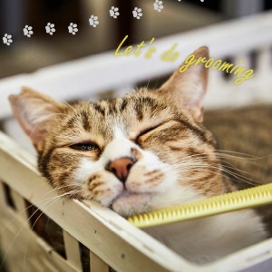 ねこじゃすり　イエロー　チャリティモデル　猫 ねこ 猫用ブラシ 毛づくろい グルーミング 猫グッズ ペット ペット用品 ku087-006-r