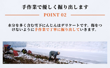 【令和8年産先行予約】津南の雪下にんじん 3kg 新潟県 旭商事株式会社