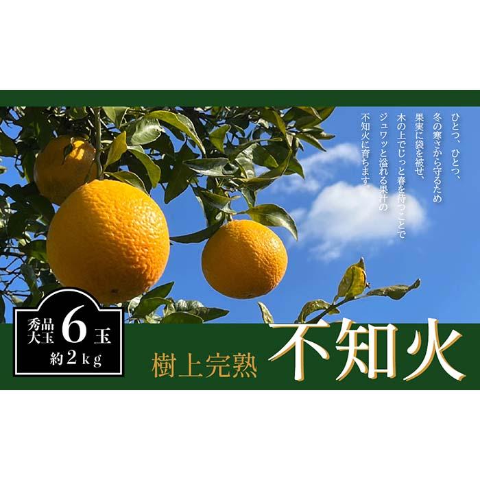 【ふるさと納税】不知火 希少な樹上完熟！ 秀品大玉 6個入 (約2kg)　［2027年2月末頃から3月末頃まで発送］［KT2］ | フルーツ 果物 くだもの 食品 人気 おすすめ 送料無料
